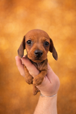 Les chiots de Teckel poil ras