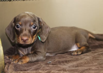 Les chiots de Teckel poil ras