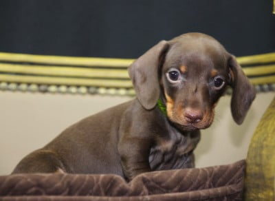 Les chiots de Teckel poil ras