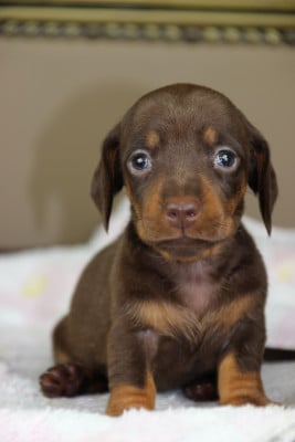 Les chiots de Teckel poil ras