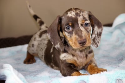 Les chiots de Teckel poil ras