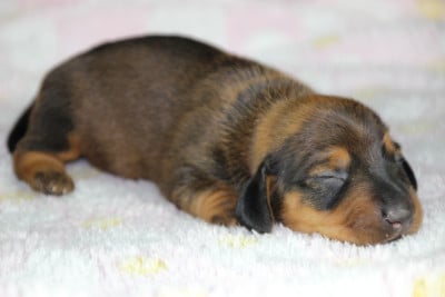 Chiot N°2 - Teckel poil ras