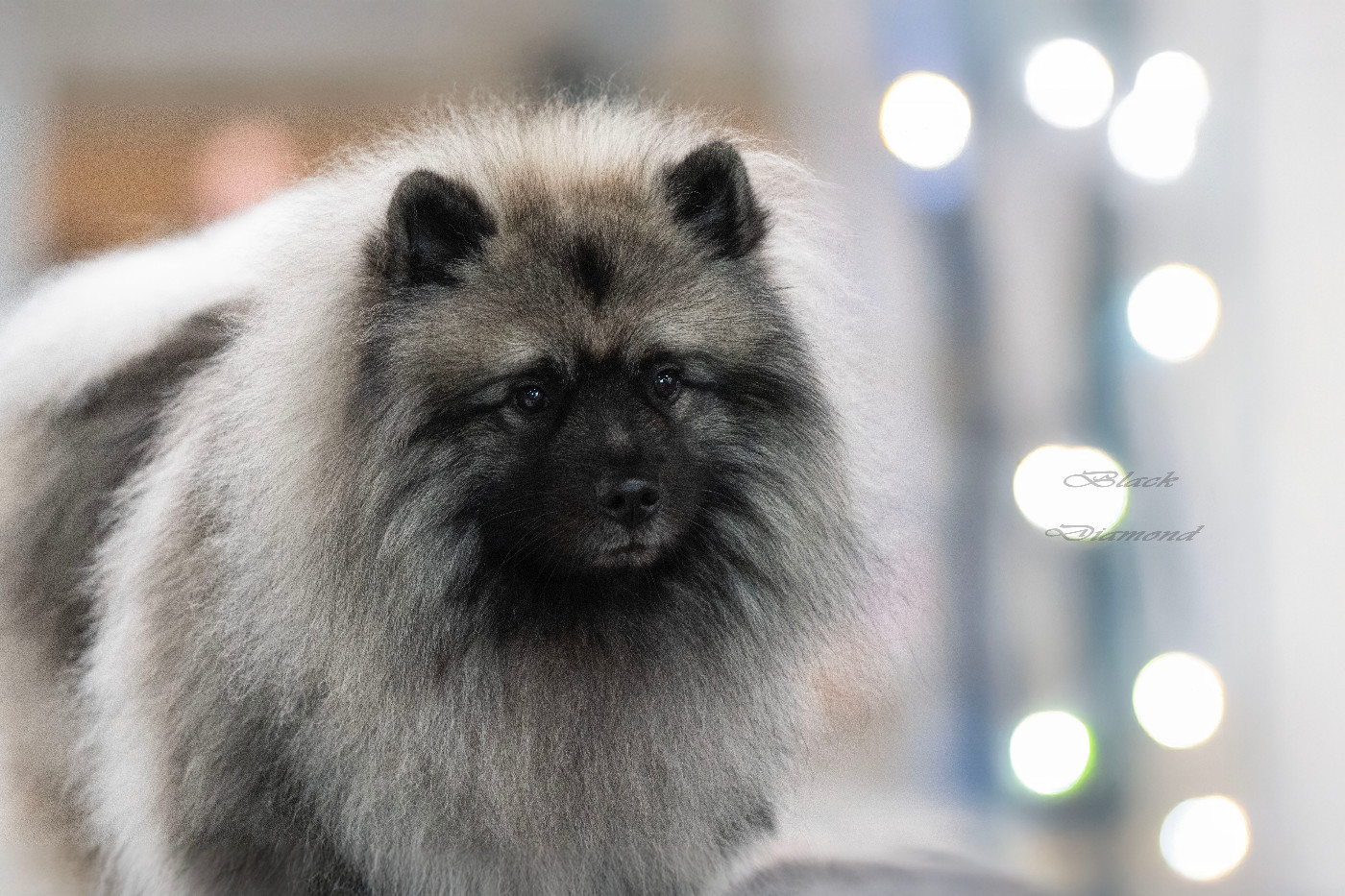 Twinkling moonlight diamond De La Lumière D'Héméra