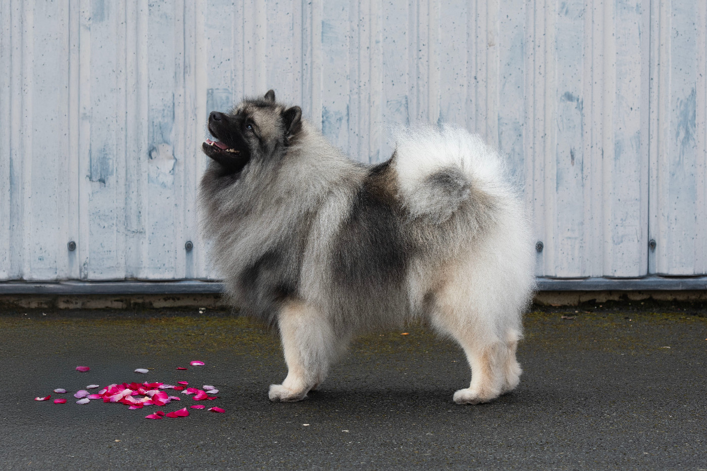 Twinkling moonlight diamond De La Lumière D'Héméra