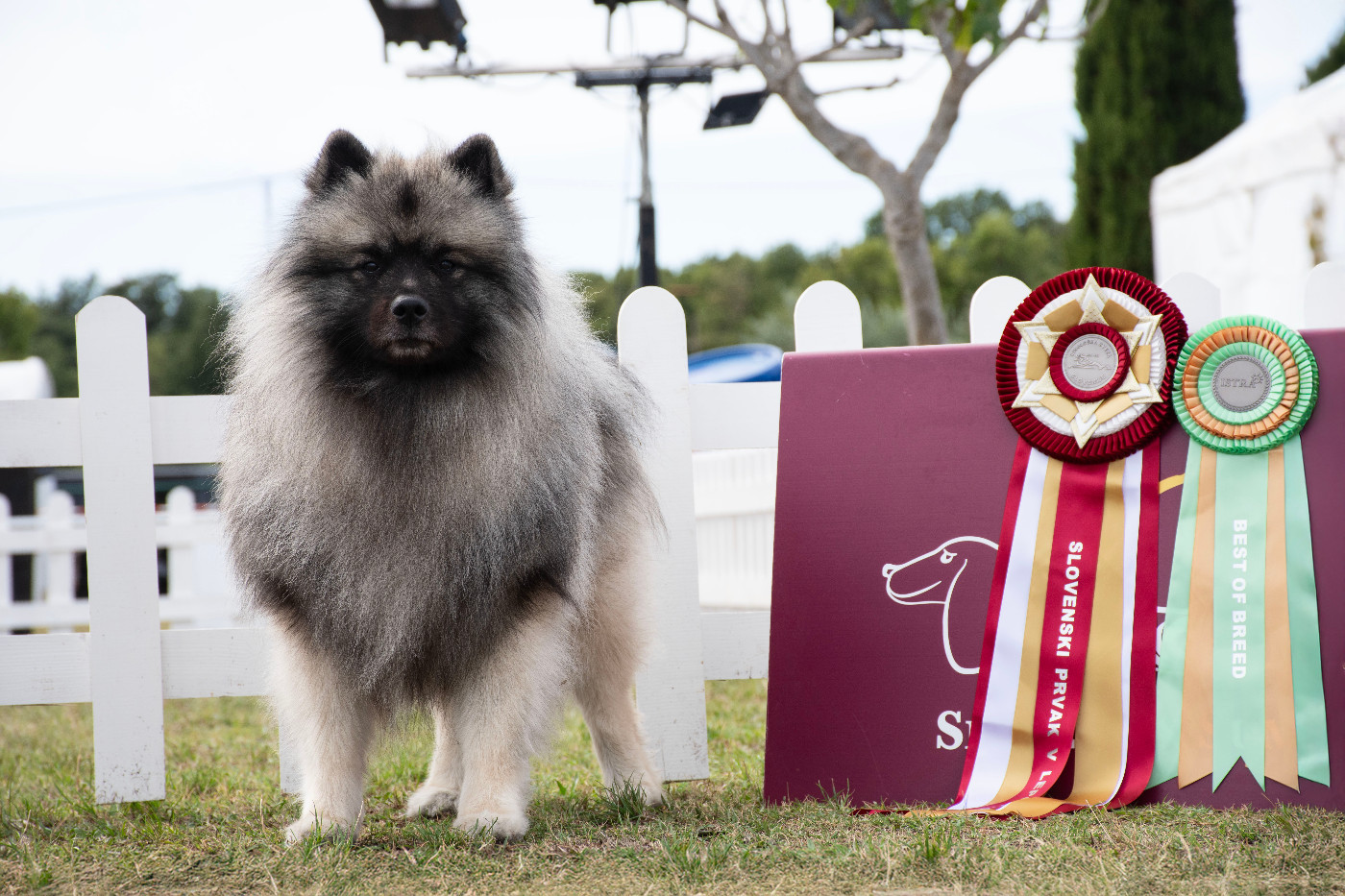 Twinkling moonlight diamond De La Lumière D'Héméra
