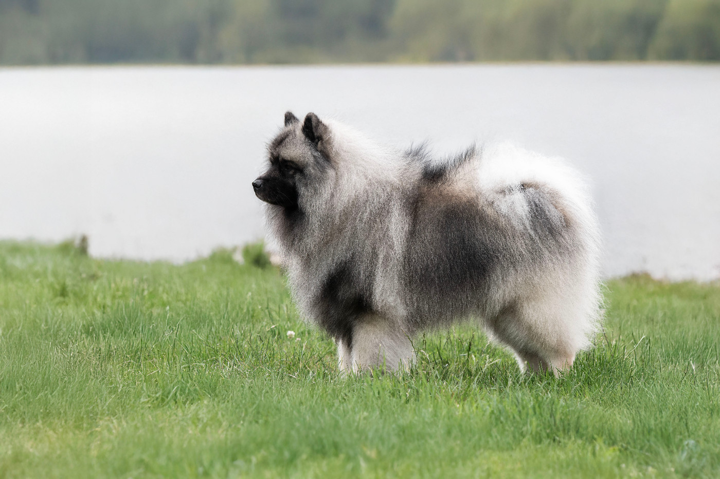 Twinkling moonlight diamond De La Lumière D'Héméra