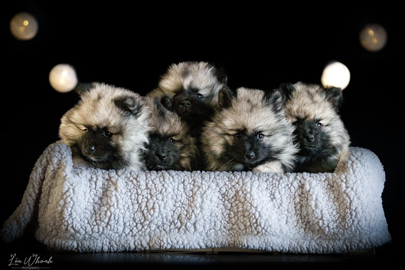 Twinkling moonlight diamond De La Lumière D'Héméra