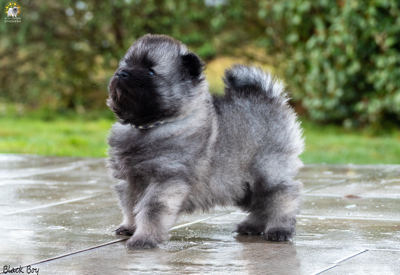 Twinkling moonlight diamond De La Lumière D'Héméra