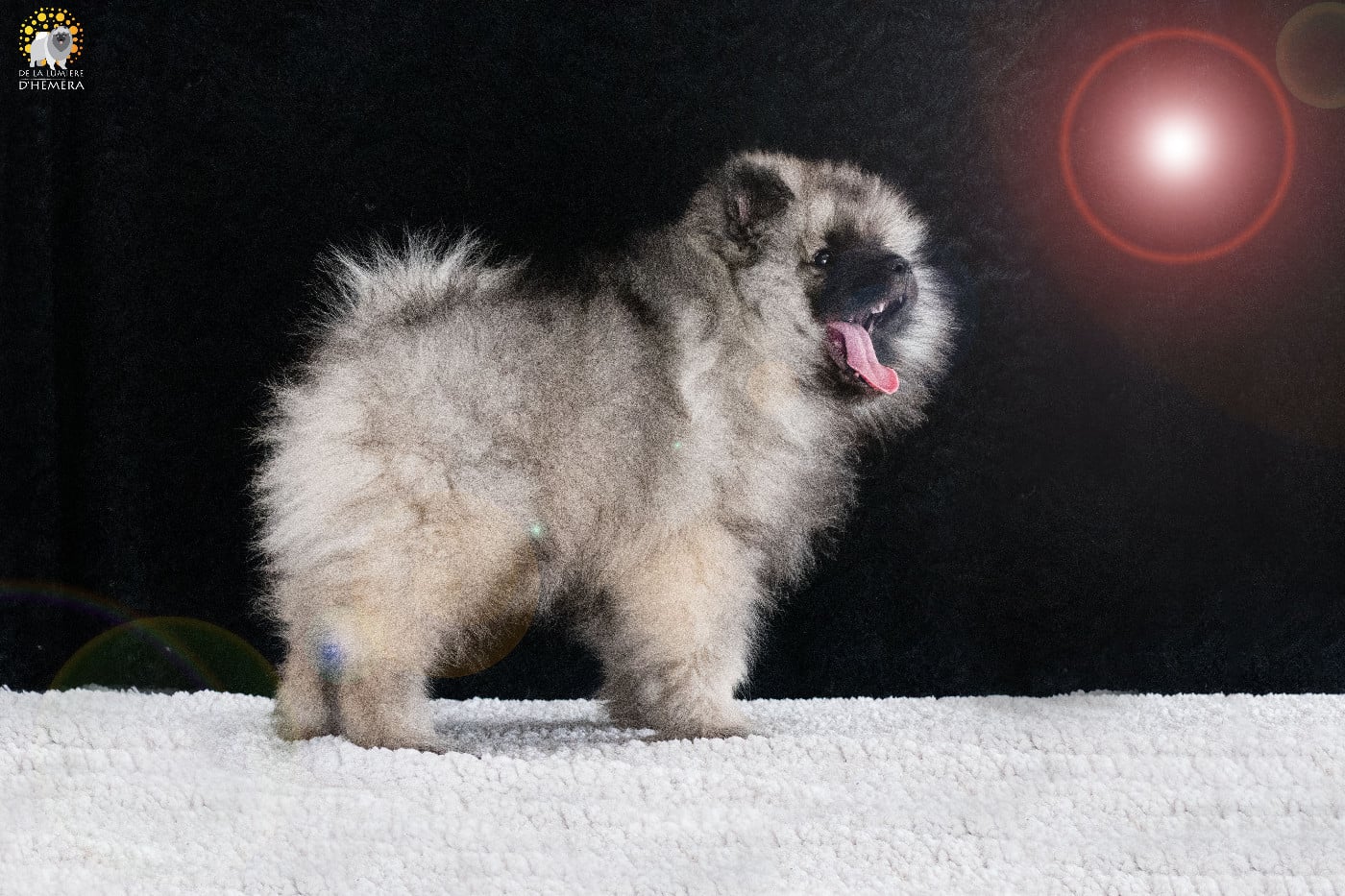 Twinkling moonlight diamond De La Lumière D'Héméra