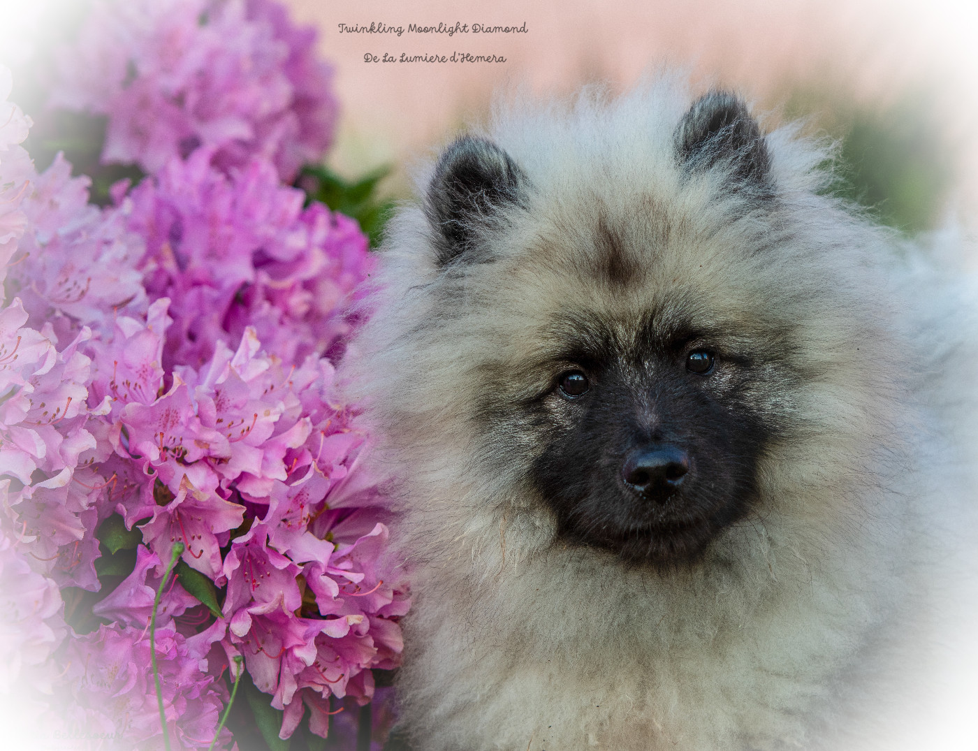 Twinkling moonlight diamond De La Lumière D'Héméra