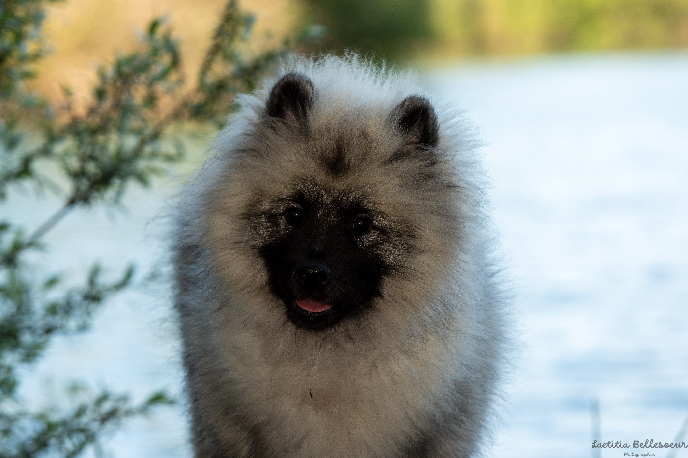 Twinkling moonlight diamond De La Lumière D'Héméra