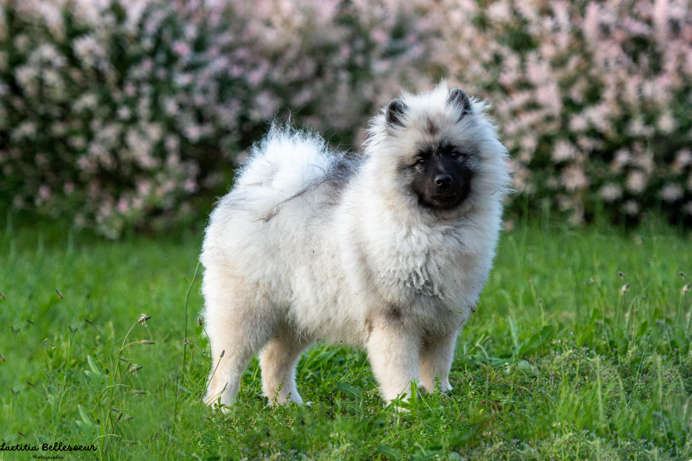 Twinkling moonlight diamond De La Lumière D'Héméra