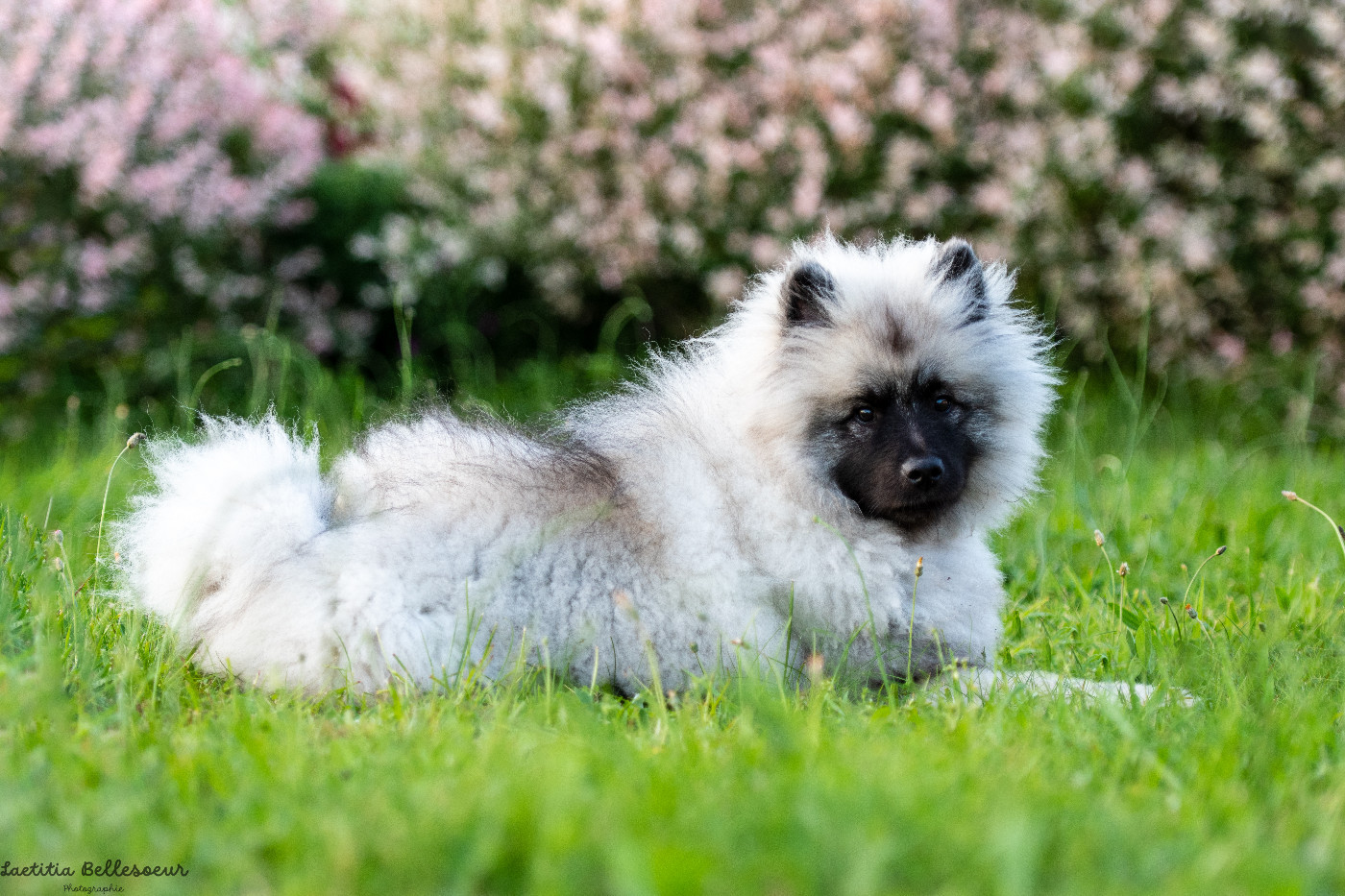 Twinkling moonlight diamond De La Lumière D'Héméra