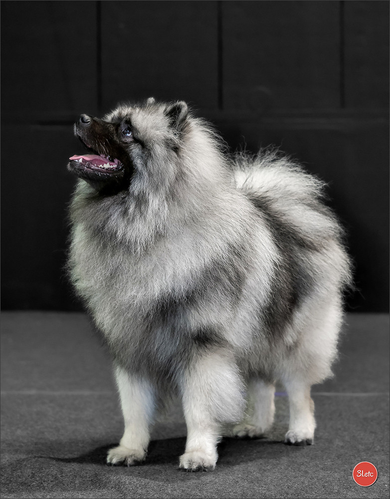 Twinkling moonlight diamond De La Lumière D'Héméra