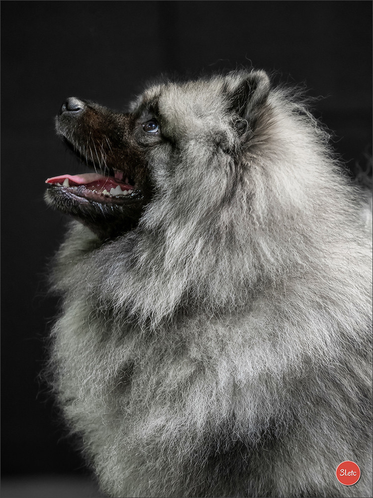 Twinkling moonlight diamond De La Lumière D'Héméra