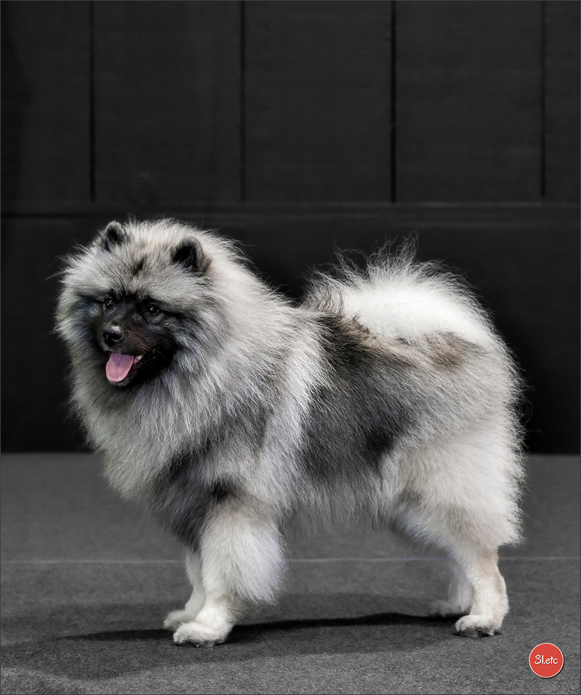 Twinkling moonlight diamond De La Lumière D'Héméra