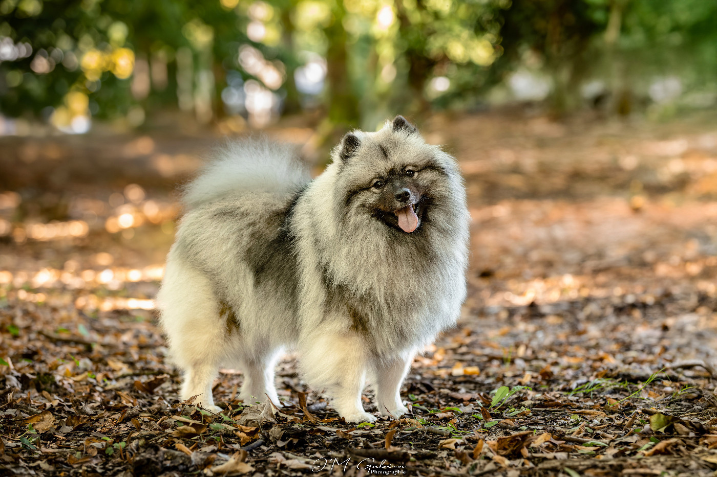 CH. Jch twinkling moonlight olympe De La Lumière D'Héméra