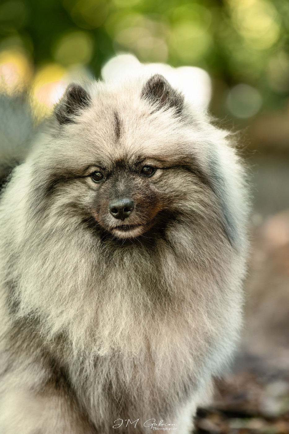 CH. Jch twinkling moonlight olympe De La Lumière D'Héméra