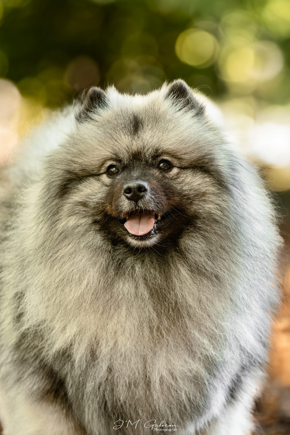 CH. Jch twinkling moonlight olympe De La Lumière D'Héméra