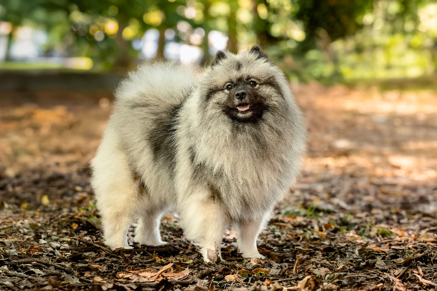 CH. Jch twinkling moonlight olympe De La Lumière D'Héméra