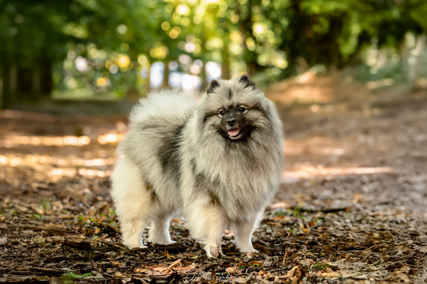CH. Jch twinkling moonlight olympe De La Lumière D'Héméra
