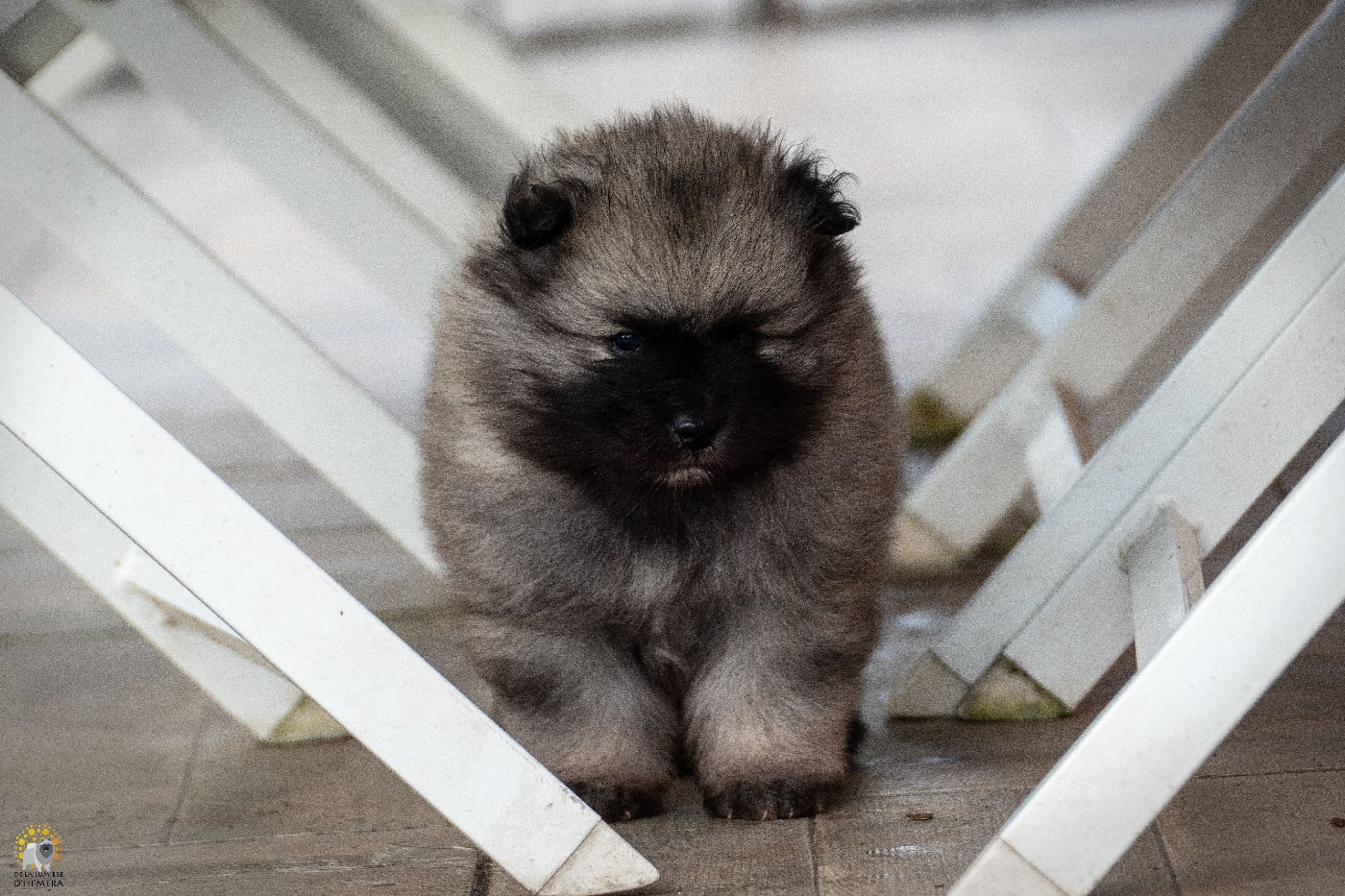 CH. Jch twinkling moonlight olympe De La Lumière D'Héméra