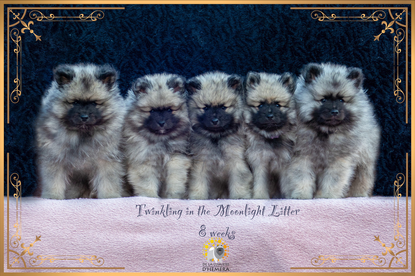 CH. Jch twinkling moonlight olympe De La Lumière D'Héméra