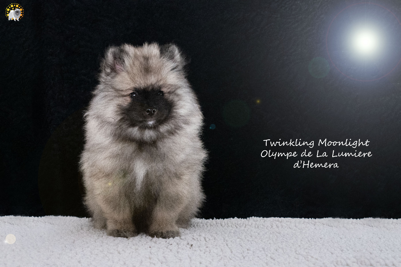 CH. Jch twinkling moonlight olympe De La Lumière D'Héméra