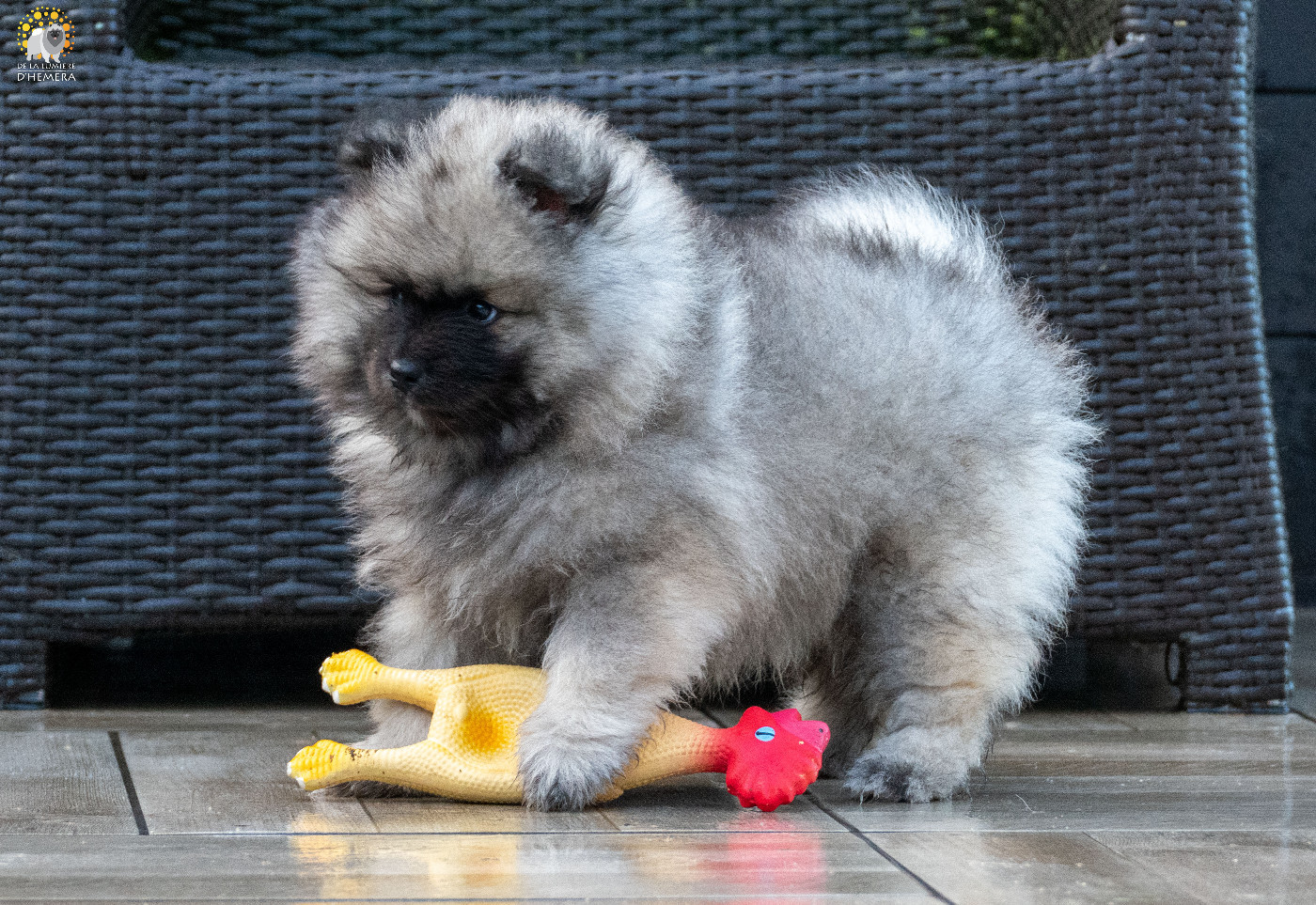 CH. Jch twinkling moonlight olympe De La Lumière D'Héméra