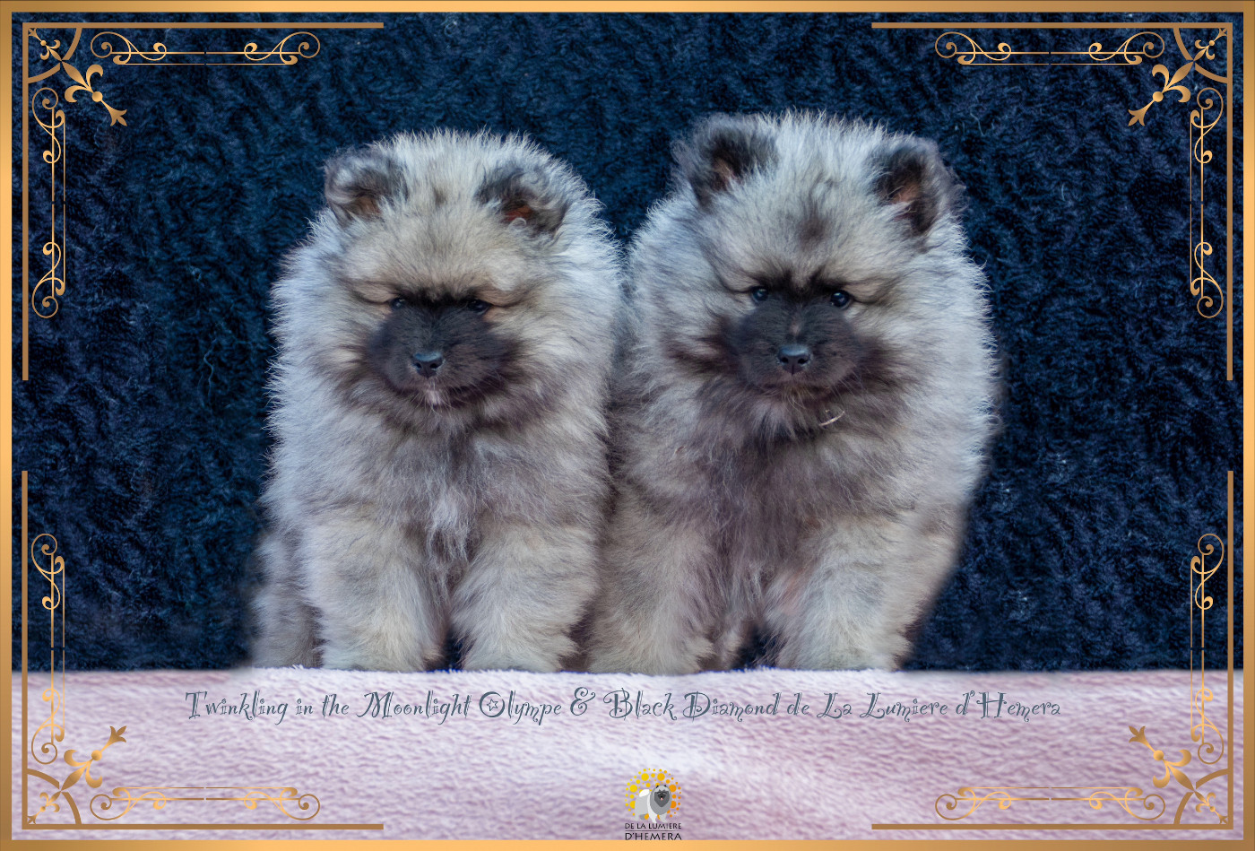 CH. Jch twinkling moonlight olympe De La Lumière D'Héméra