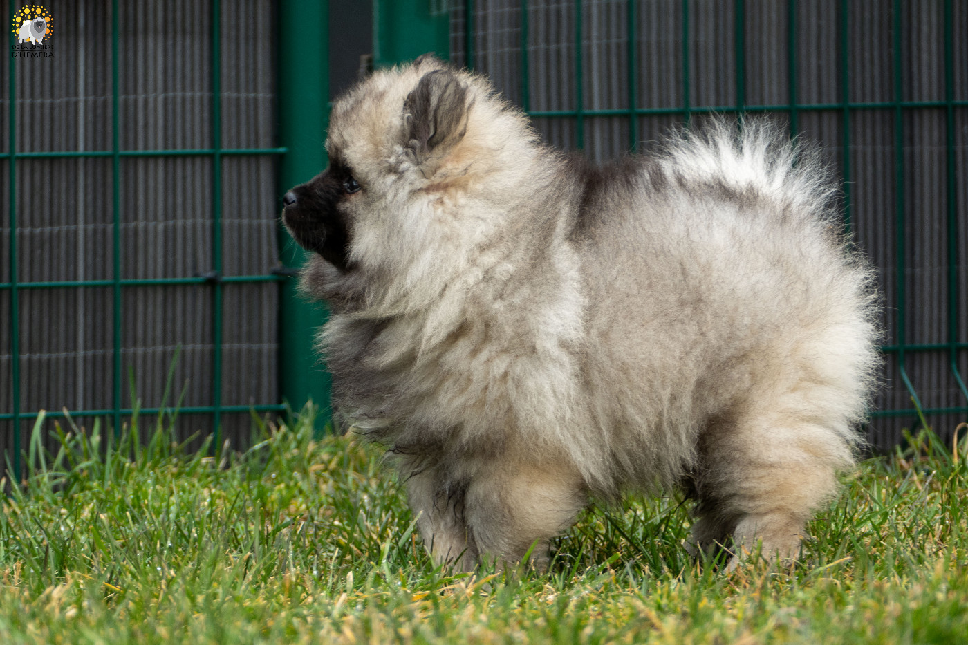 CH. Jch twinkling moonlight olympe De La Lumière D'Héméra