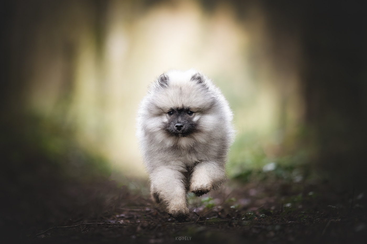 CH. Jch twinkling moonlight olympe De La Lumière D'Héméra