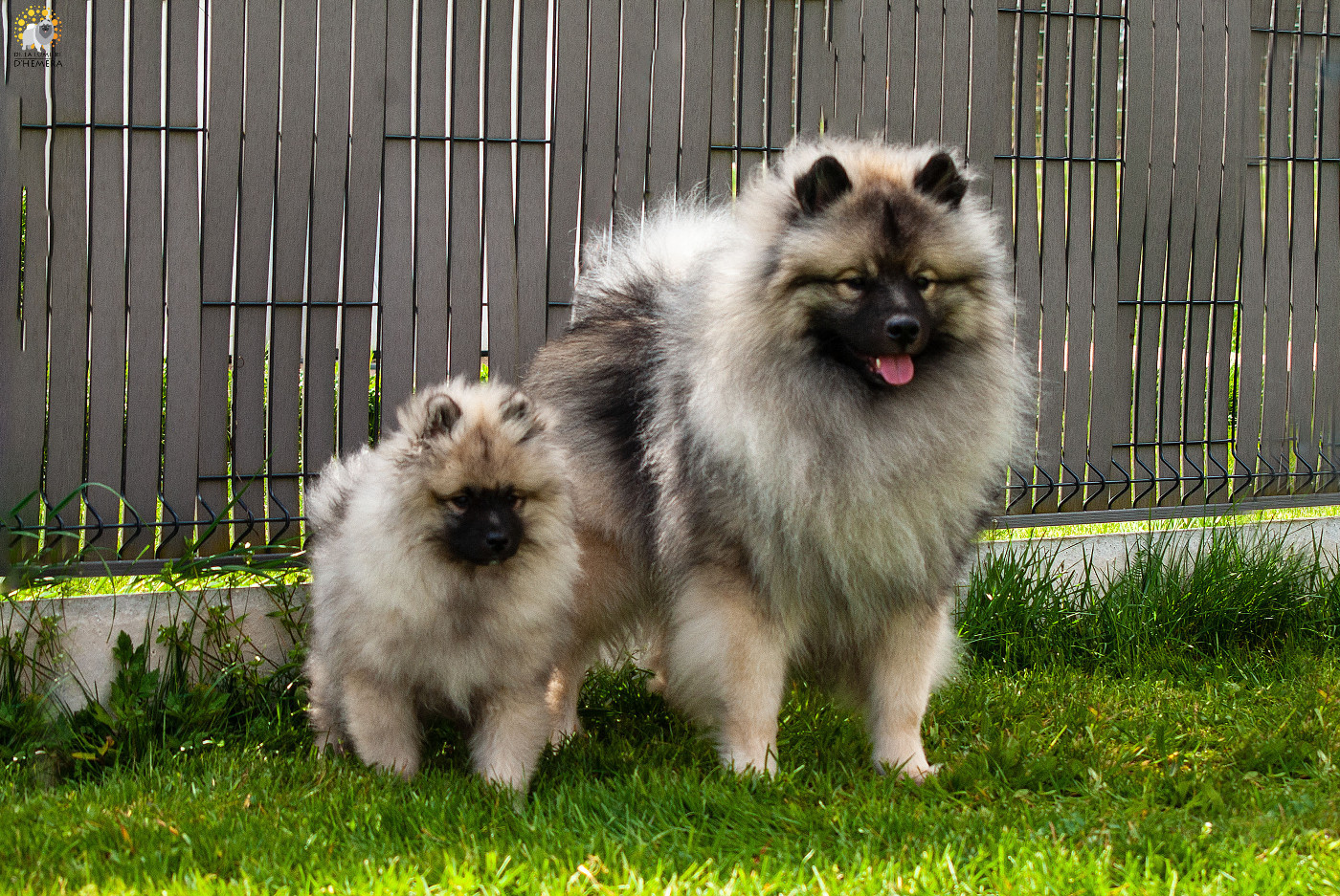 CH. Jch twinkling moonlight olympe De La Lumière D'Héméra