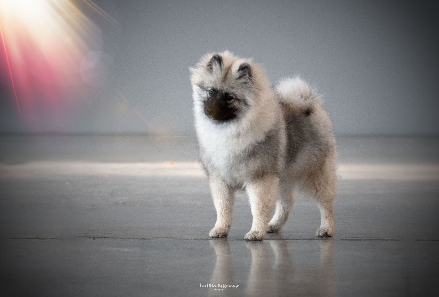 CH. Jch twinkling moonlight olympe De La Lumière D'Héméra