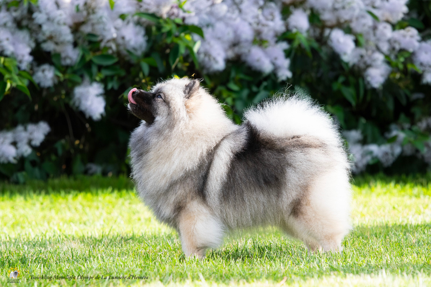 CH. Jch twinkling moonlight olympe De La Lumière D'Héméra