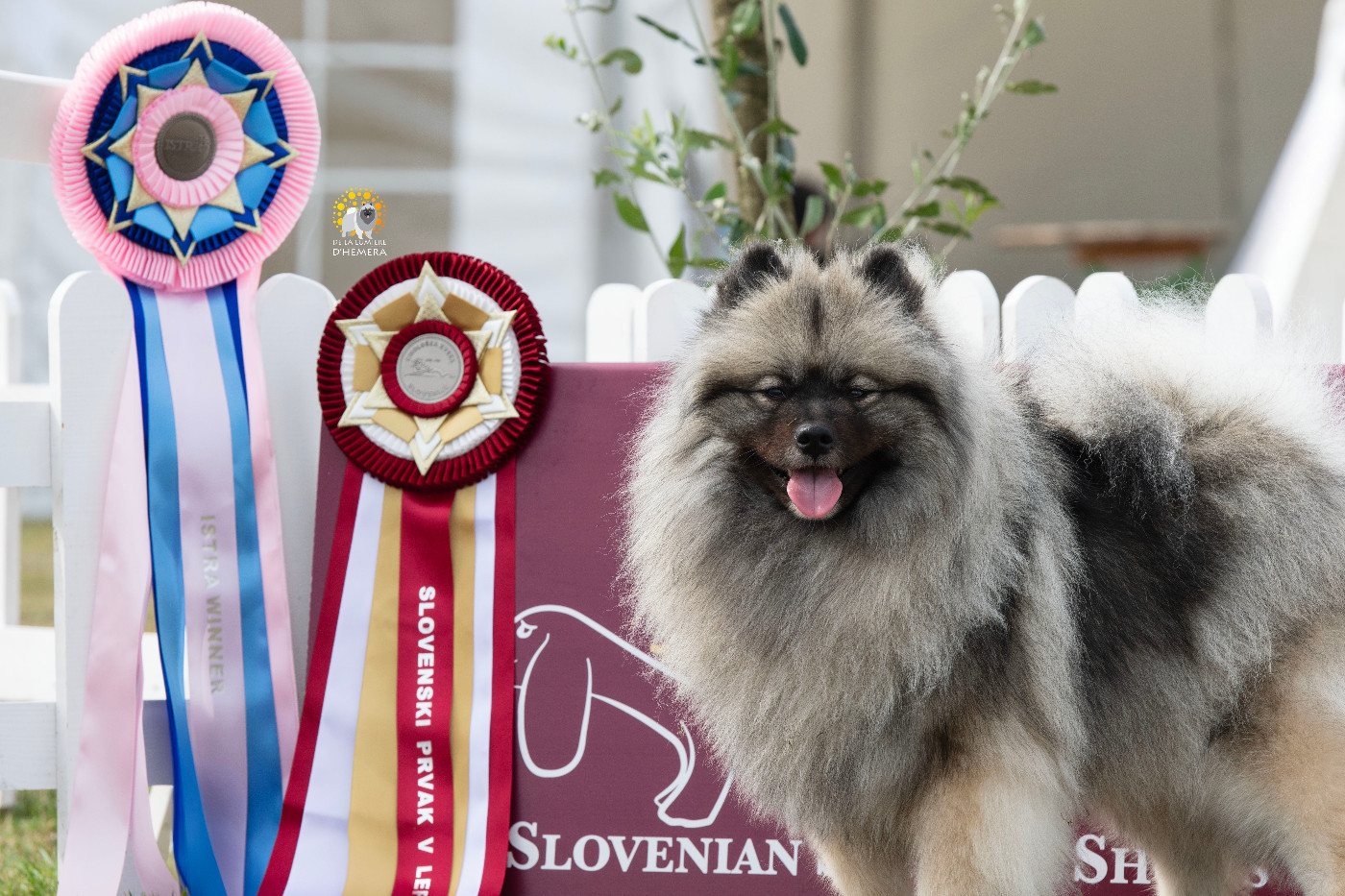 CH. Jch twinkling moonlight olympe De La Lumière D'Héméra