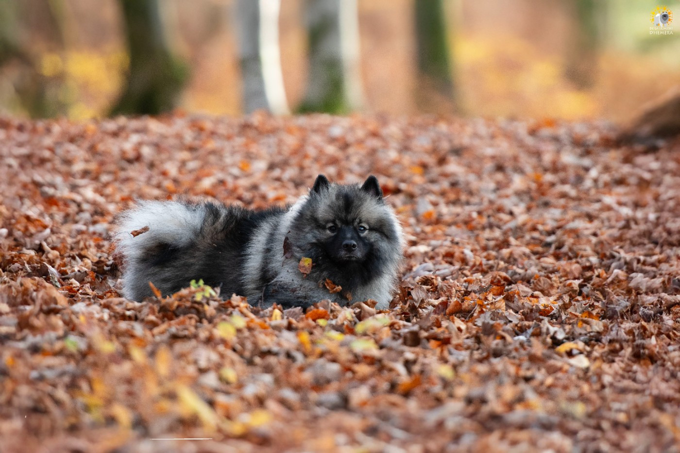 Victorious vibe aphrodita De La Lumière D'Héméra