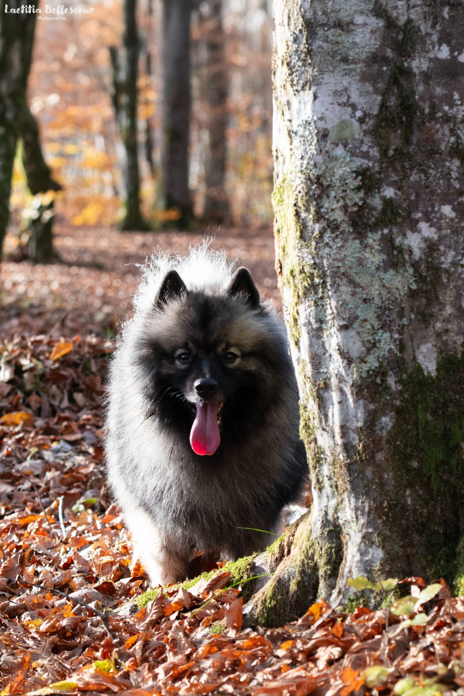 Victorious vibe aphrodita De La Lumière D'Héméra