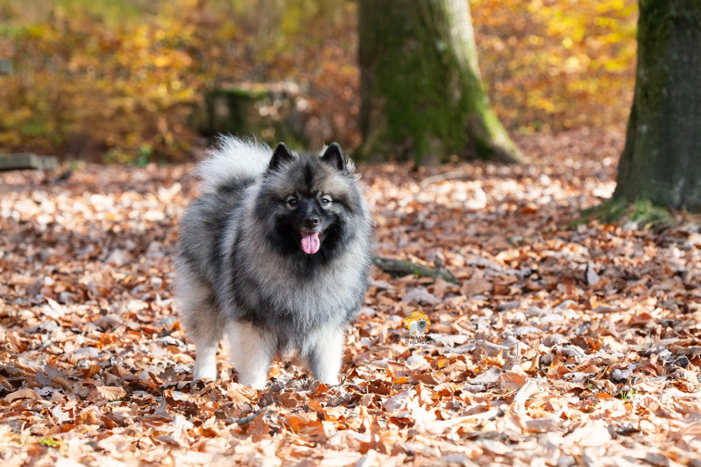 Victorious vibe aphrodita De La Lumière D'Héméra