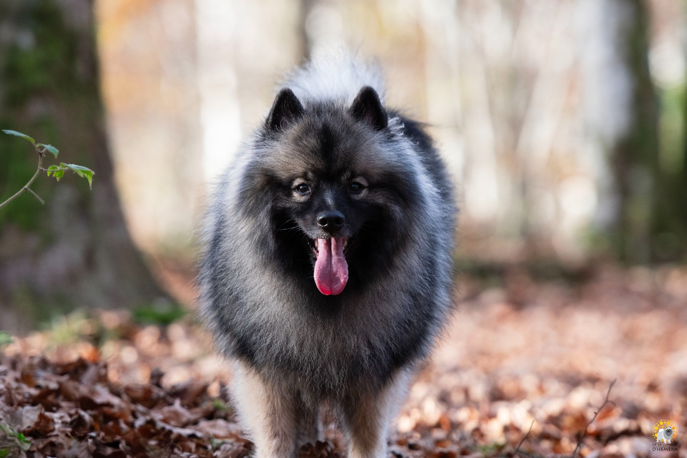 Victorious vibe aphrodita De La Lumière D'Héméra