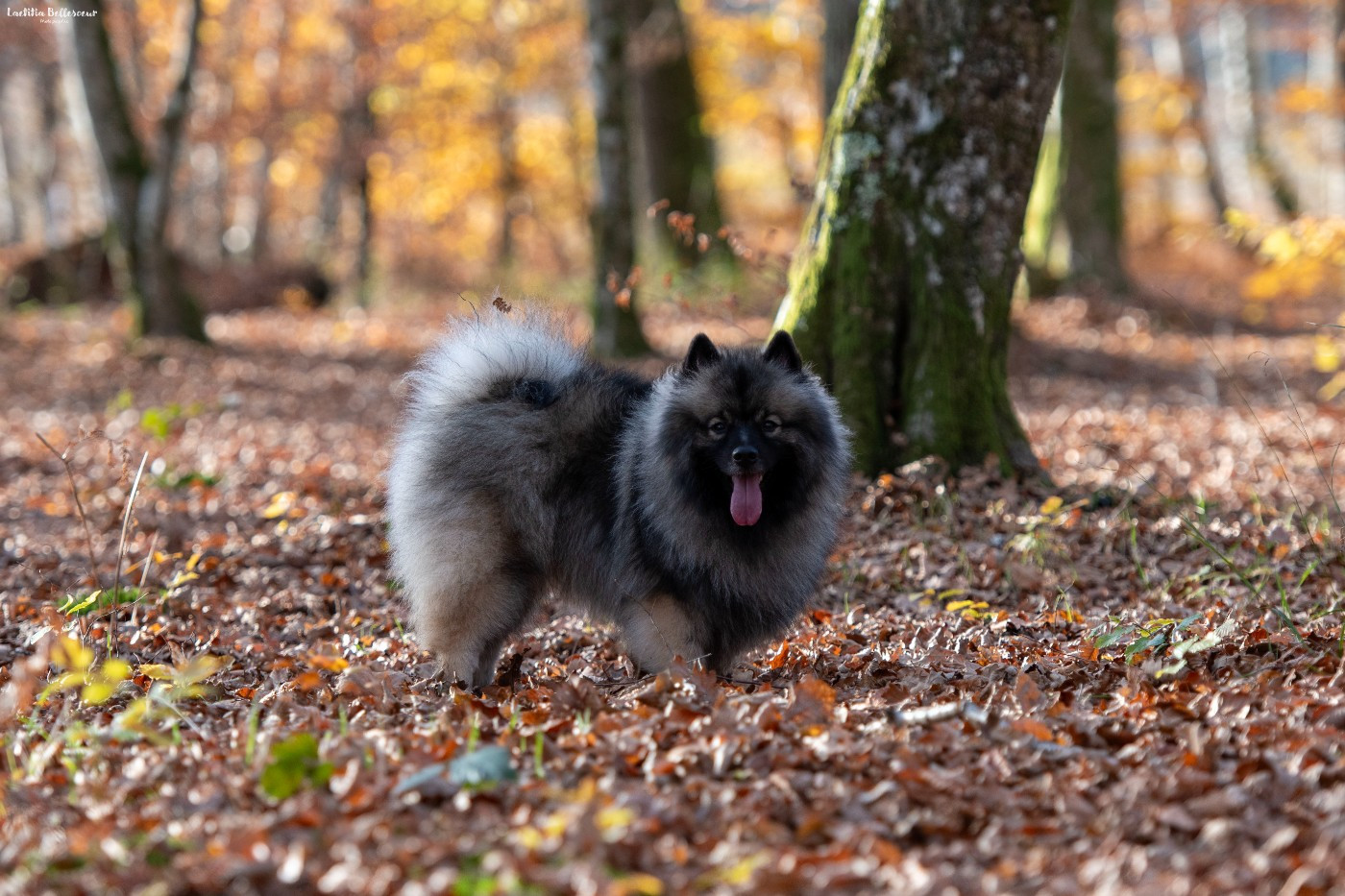 Victorious vibe aphrodita De La Lumière D'Héméra