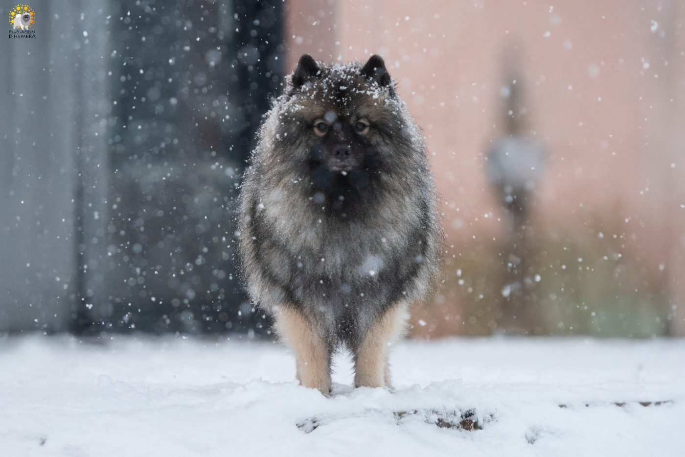 Victorious vibe aphrodita De La Lumière D'Héméra