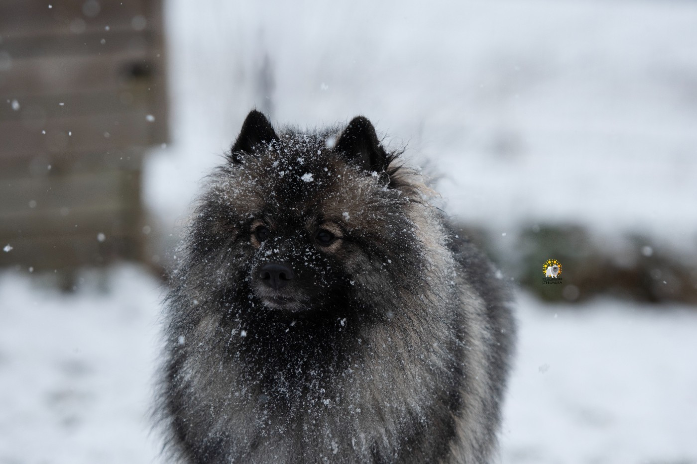 Victorious vibe aphrodita De La Lumière D'Héméra