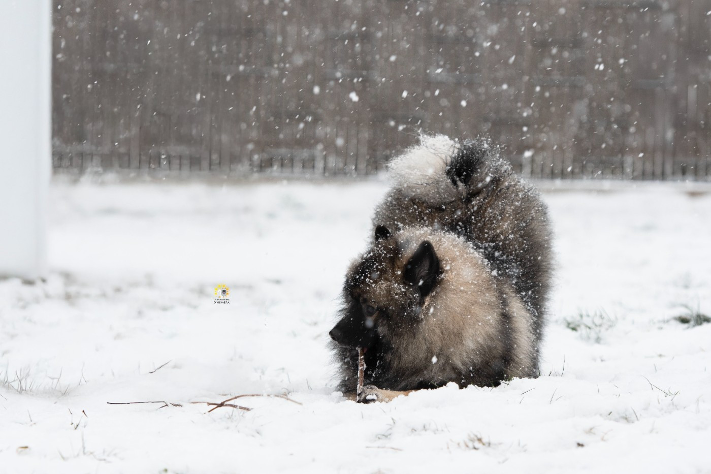 Victorious vibe aphrodita De La Lumière D'Héméra