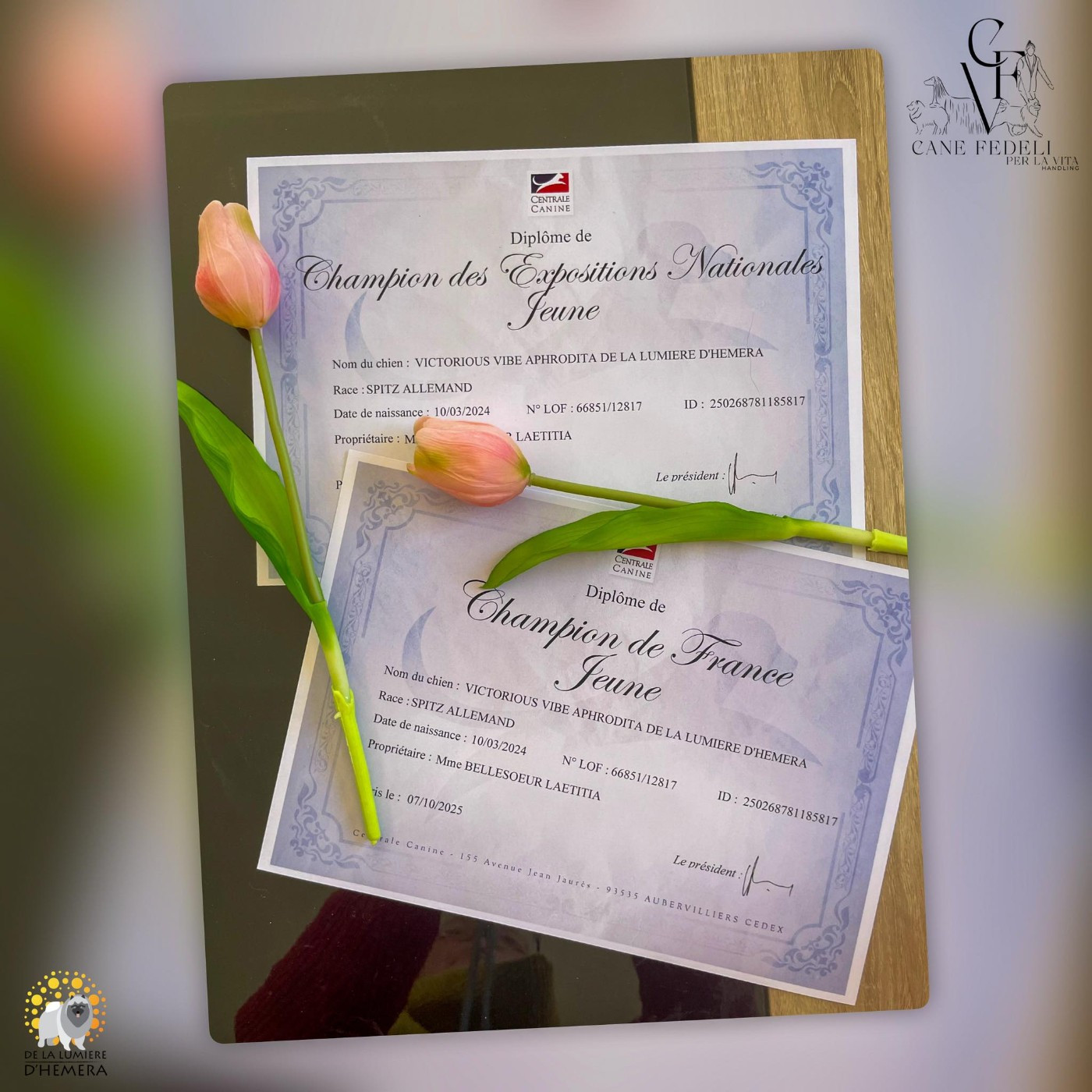 Victorious vibe aphrodita De La Lumière D'Héméra