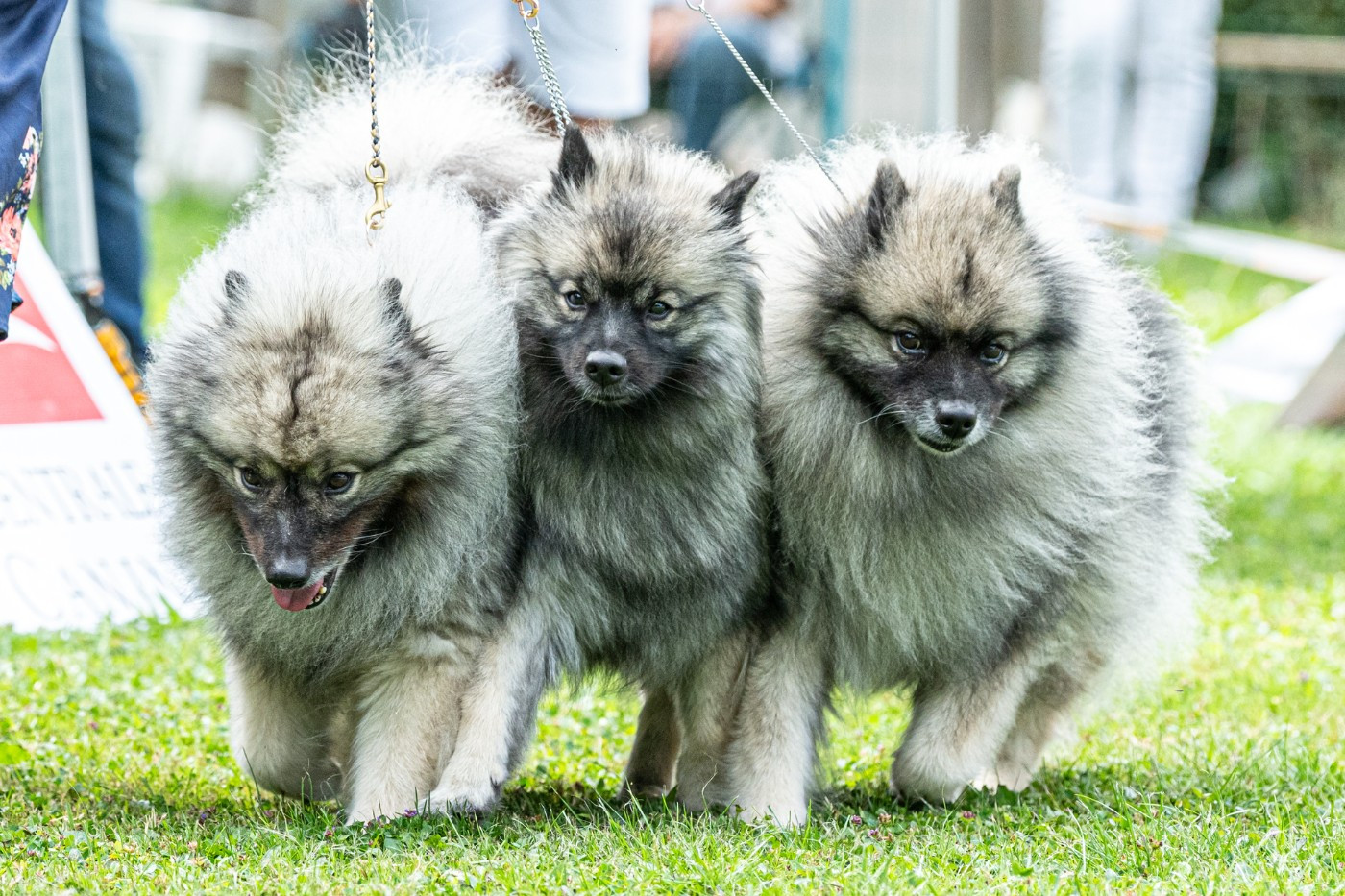 Victorious vibe aphrodita De La Lumière D'Héméra