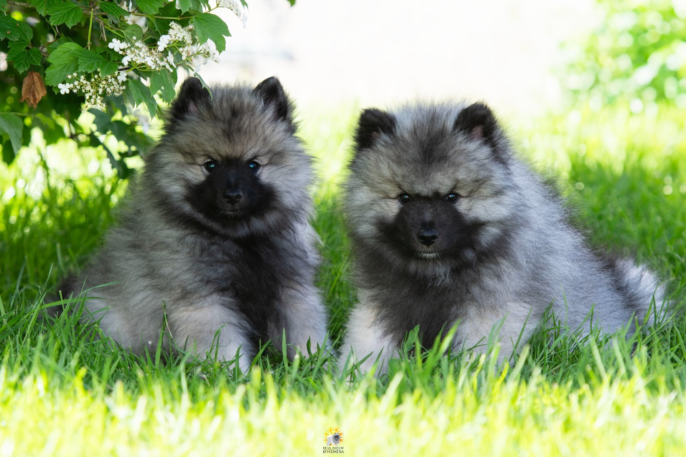 Victorious vibe aphrodita De La Lumière D'Héméra