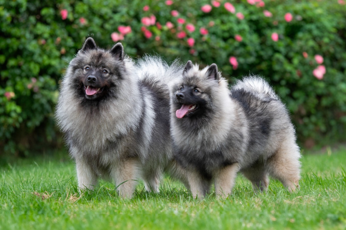 Victorious vibe aphrodita De La Lumière D'Héméra