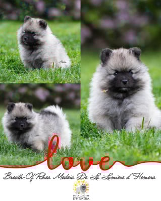 Les chiots de Spitz allemand