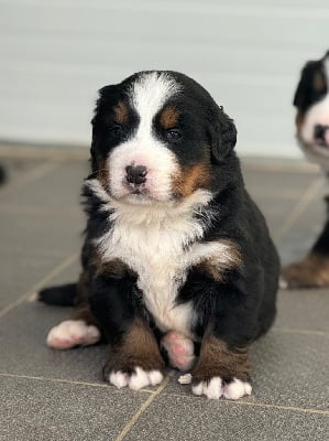 Les chiots de Bouvier Bernois